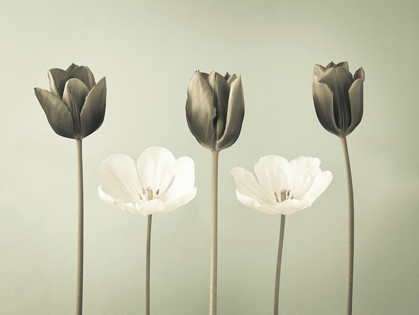 Picture of TULIP FLOWERS IN A ROW