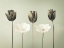 Picture of TULIP FLOWERS IN A ROW