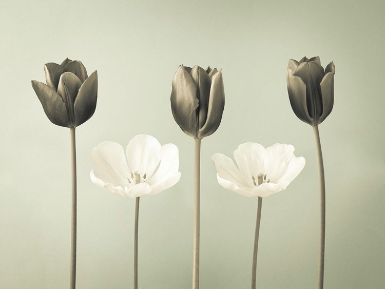 Picture of TULIP FLOWERS IN A ROW