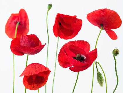 Picture of POPPIES ON WHITE BACKGROUND