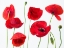 Picture of POPPIES ON WHITE BACKGROUND