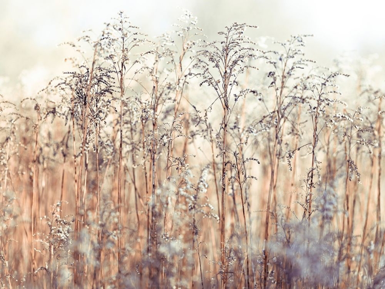 Picture of GRASS REEDS