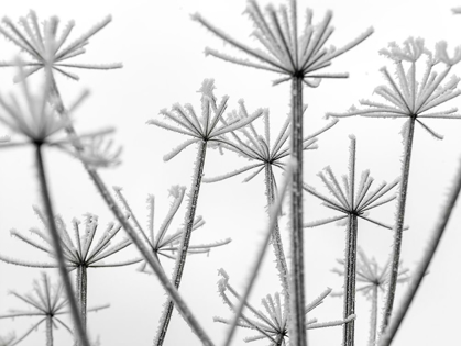 Picture of FROSTY COW PARSLEY