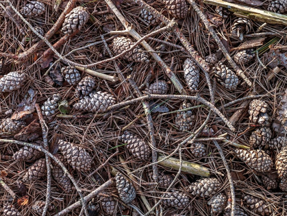 Picture of PINE CONES AND TREE BRANCHES