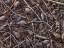 Picture of PINE CONES AND TREE BRANCHES