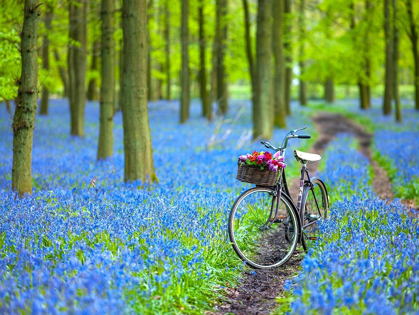 Picture of BICYCLE IN SPRING FOREST