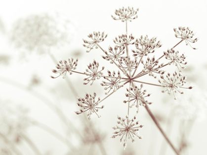 Picture of COW PARSLEY FLOWER