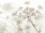 Picture of COW PARSLEY FLOWER