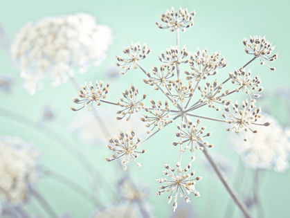 Picture of COW PARSLEY FLOWER