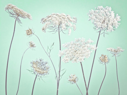 Picture of COW PARSLEY FLOWERS