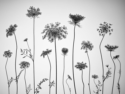Picture of COW PARSLEY