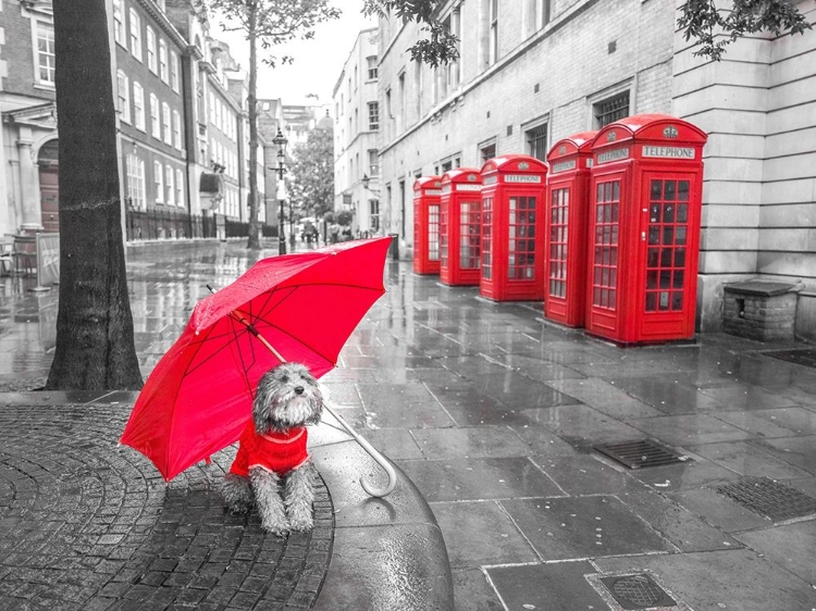 Picture of DOG WITH UMBRELLA IN LONDON
