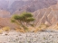 Picture of NEGEV DESERT-ISRAEL