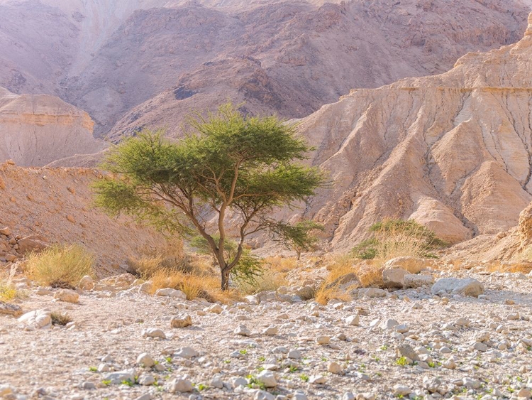 Picture of NEGEV DESERT-ISRAEL