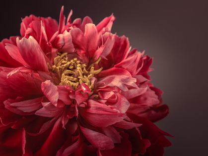 Picture of PEONY FLOWER