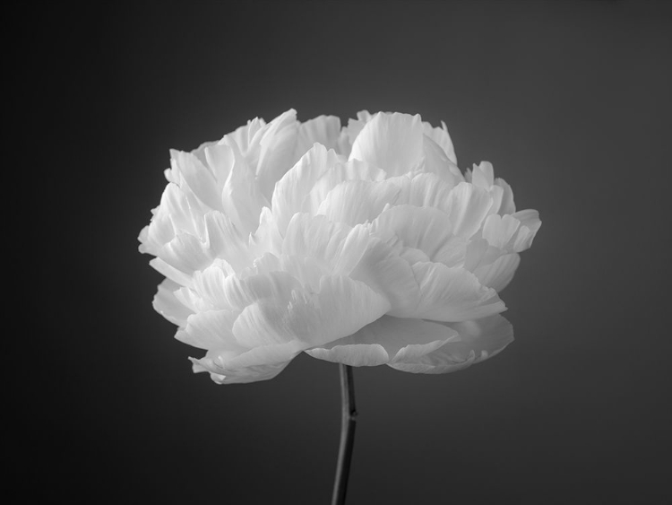 Picture of PEONY FLOWER