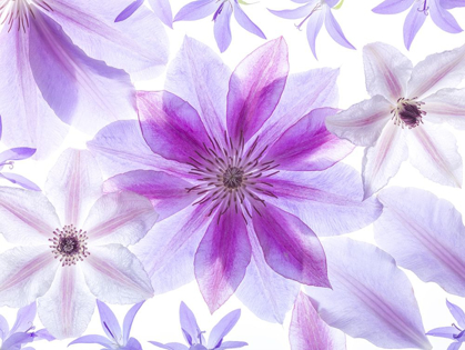 Picture of CLEMATIS FLOWERS