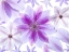 Picture of CLEMATIS FLOWERS