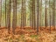 Picture of TALL TREES IN AUTUMN FOREST