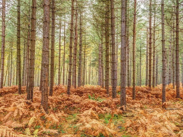 Picture of TALL TREES IN AUTUMN FOREST