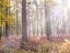 Picture of SUN RAYS IN FOREST