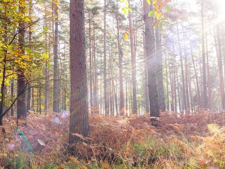 Picture of SUN RAYS IN FOREST