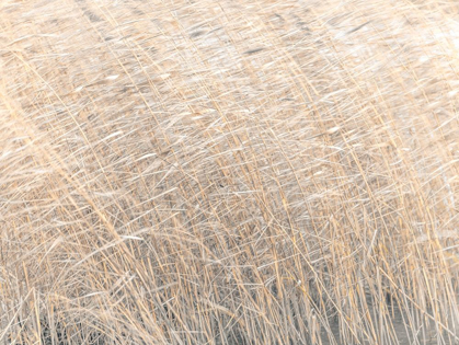 Picture of BROWN REEDS GROWING IN WATER