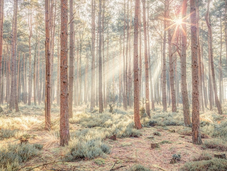 Picture of MISTY FOREST WITH SUNRAYS