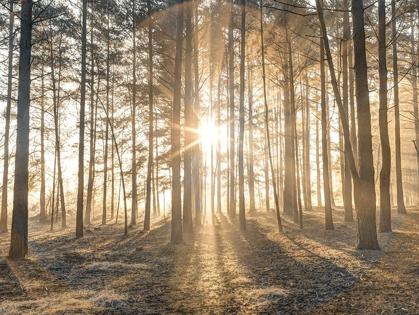 Picture of MISTY FOREST WITH SUNRAYS