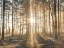 Picture of MISTY FOREST WITH SUNRAYS