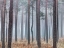 Picture of MISTY FOREST WITH TALL TREES