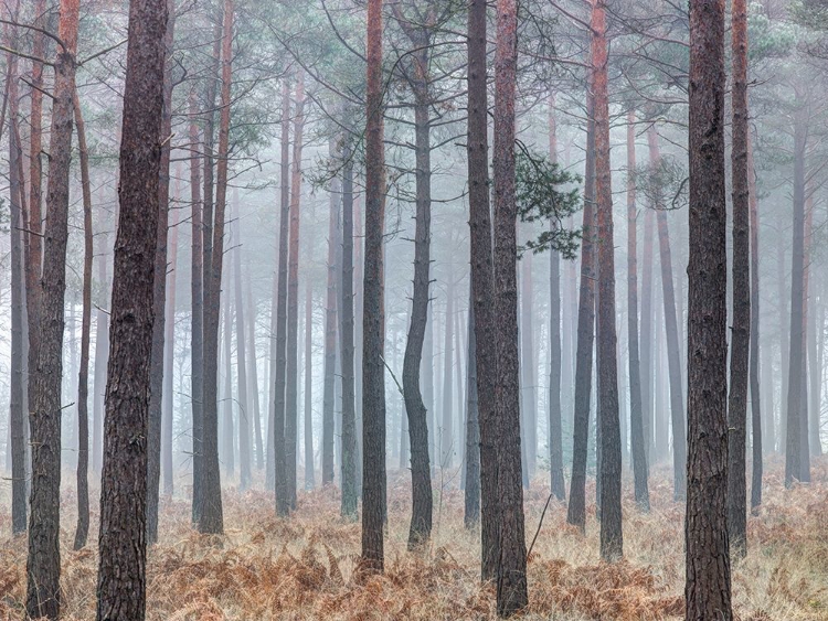 Picture of MISTY FOREST WITH TALL TREES