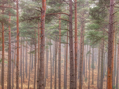 Picture of MISTY FOREST WITH TALL TREES
