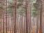 Picture of MISTY FOREST WITH TALL TREES