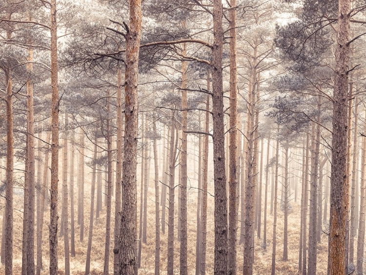 Picture of MISTY FOREST WITH TALL TREES