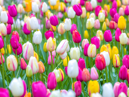 Picture of TULIPS IN GARDEN