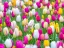 Picture of TULIPS IN GARDEN