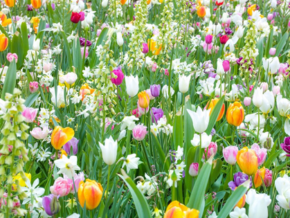 Picture of COLORFUL TULIP FLOWERS
