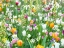 Picture of COLORFUL TULIP FLOWERS