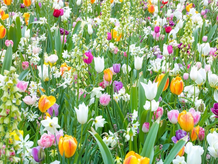 Picture of COLORFUL TULIP FLOWERS