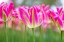 Picture of COLORFUL TULIP FLOWERS