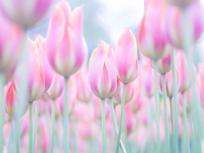 Picture of COLORFUL TULIP FLOWERS