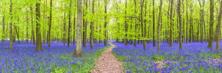 Picture of BLUEBELLS