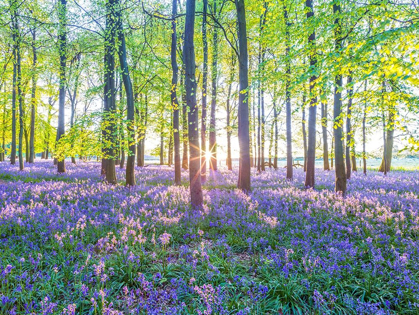 Picture of BLUEBELLS