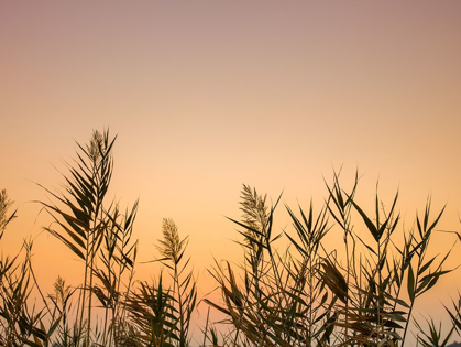 Picture of REEDS