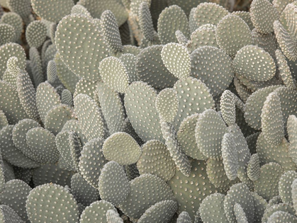 Picture of CACTUS PLANT