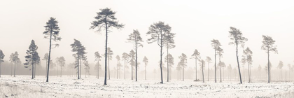 Picture of SNOWY FOREST IN WINTER