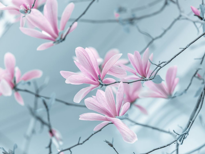 Picture of MAGNOLIA FLOWERS