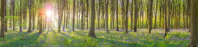 Picture of SUN RAYS THROUGH TREES