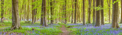 Picture of PATHWAY THROUGH FOREST